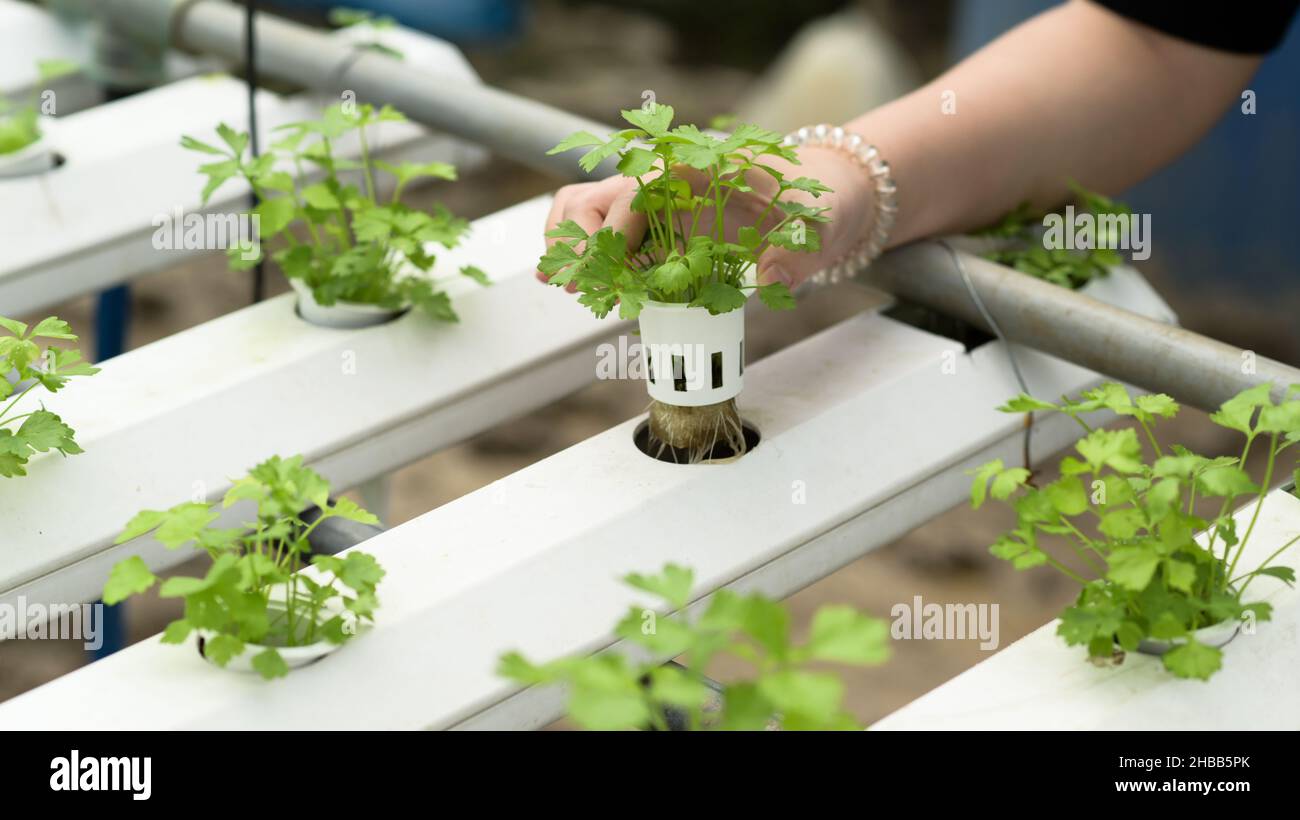 Cropped colpo di una giovane donna coltivatore sta coltivando le verdure di hydroponics in una serra. Foto Stock