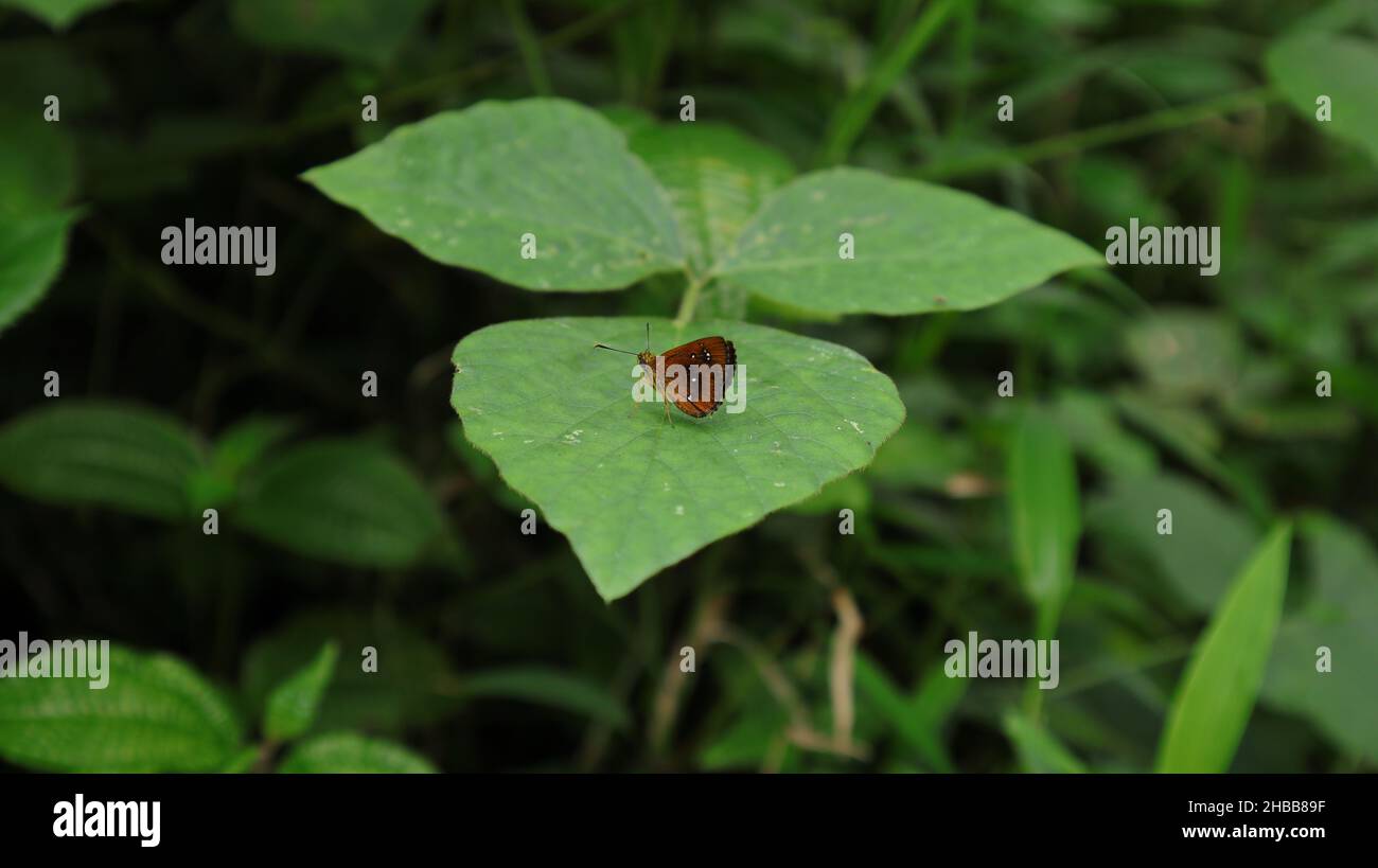 Una piccola farfalla color ambra con punti bianchi appoggiati sopra un foglietto selvatico Foto Stock