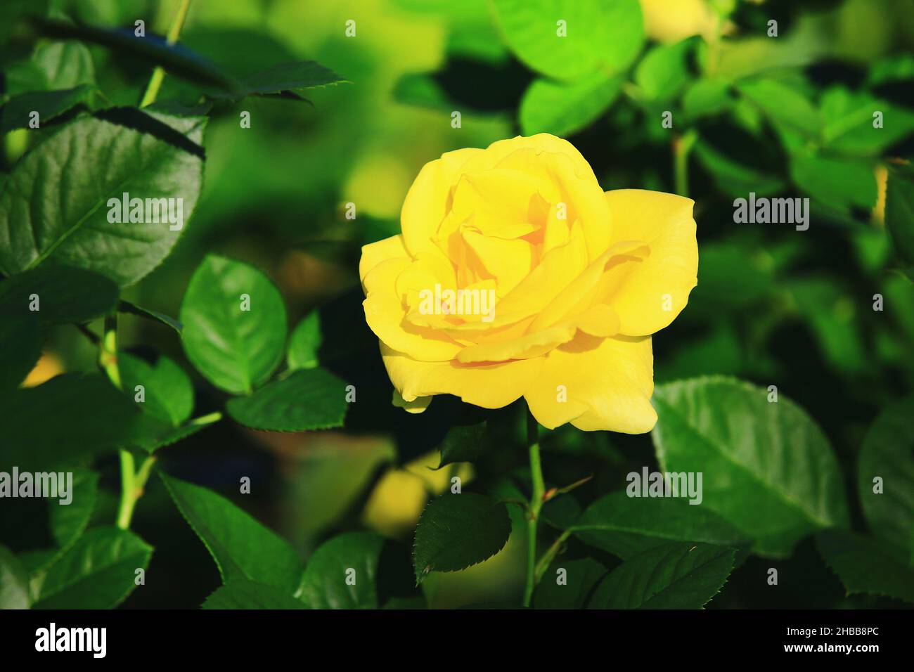 Fiore romantico giallo fresco rosa, primo piano di bella rosa gialla in piena fioritura nel giardino Foto Stock