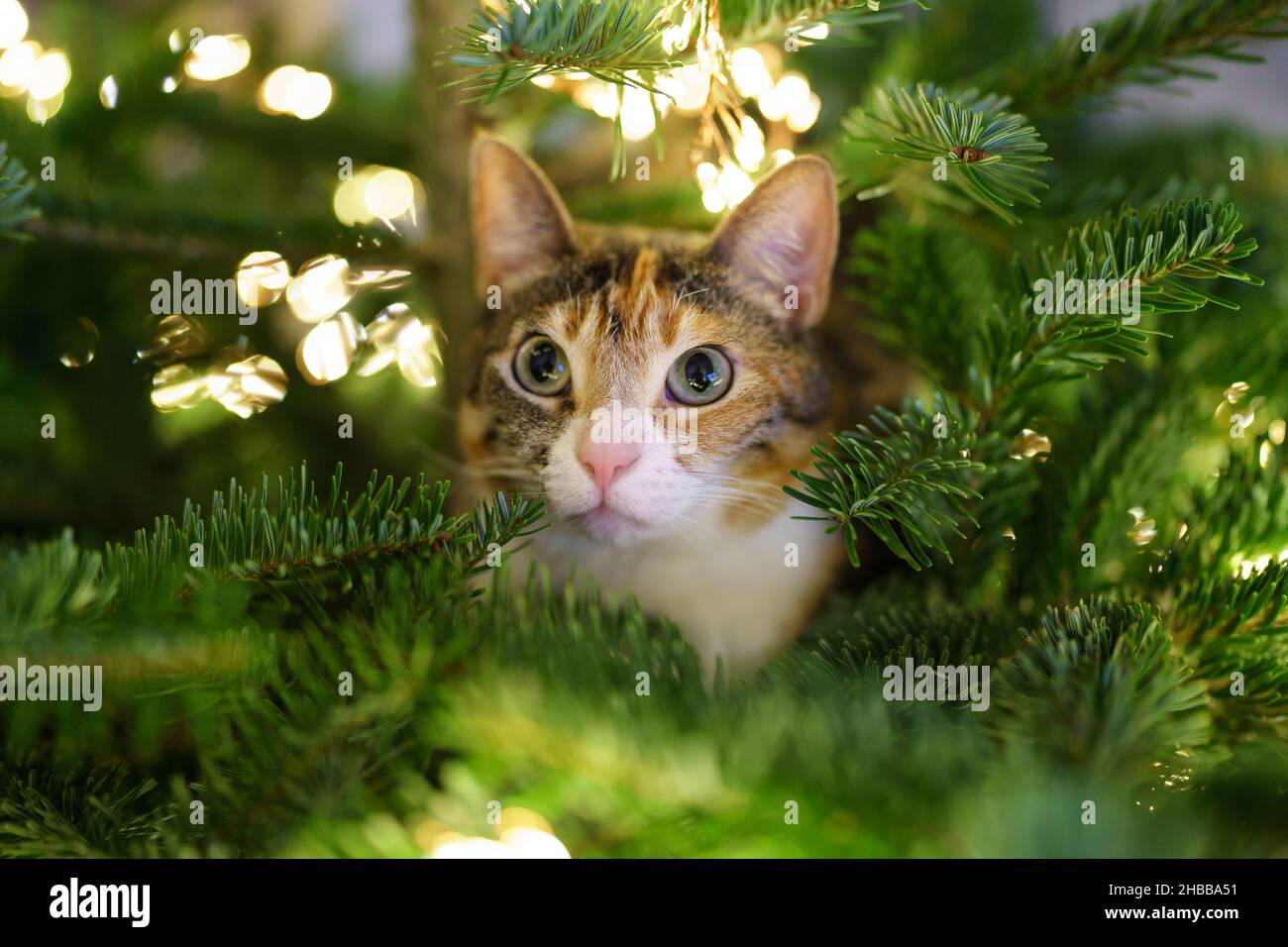 Cat si siede all'interno dell'albero di Natale circondato da ghirlone a LED, bloccato o che sale sull'albero di Capodanno. Foto Stock