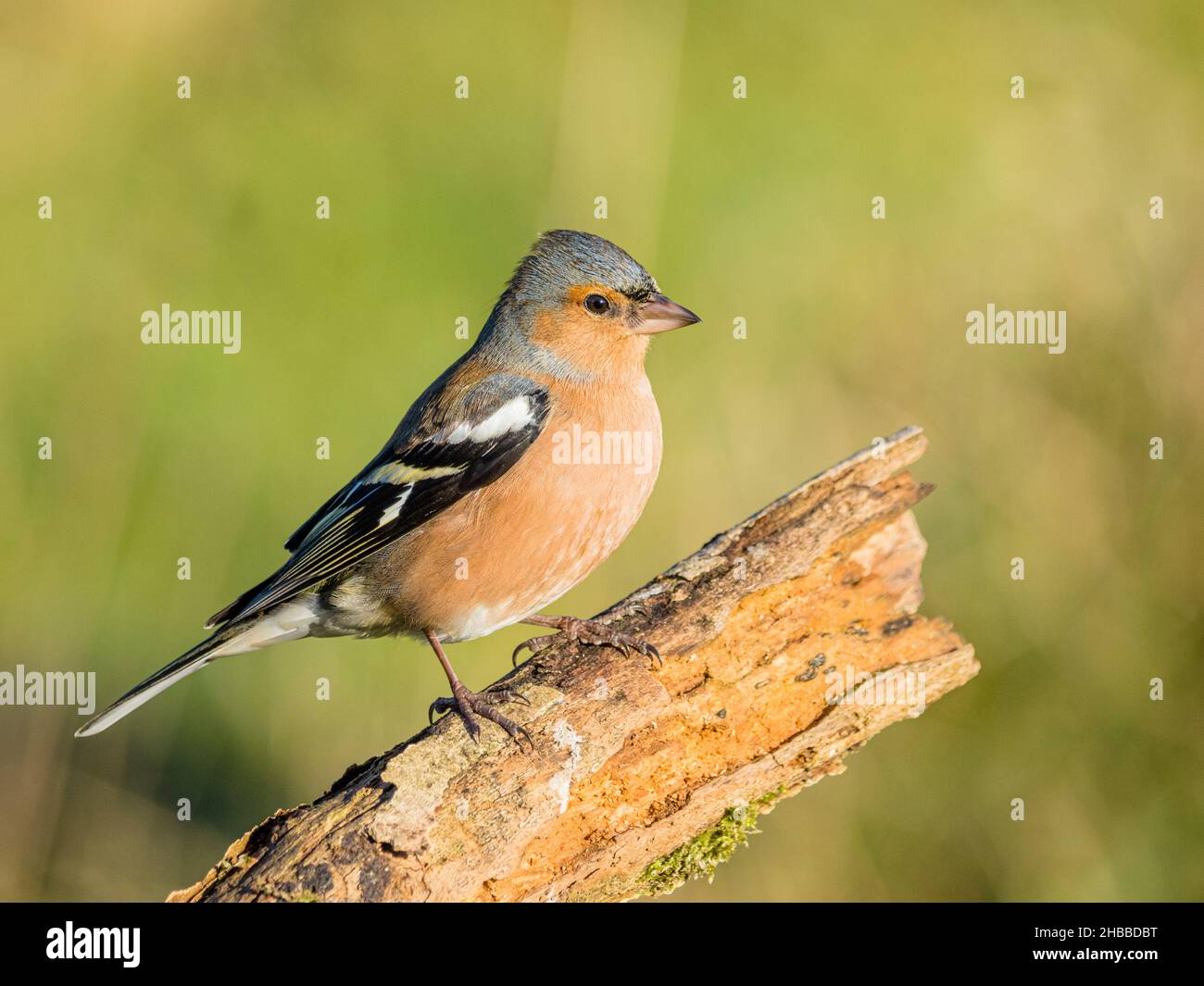 Zaffinch maschio foraging nel Galles centrale Foto Stock