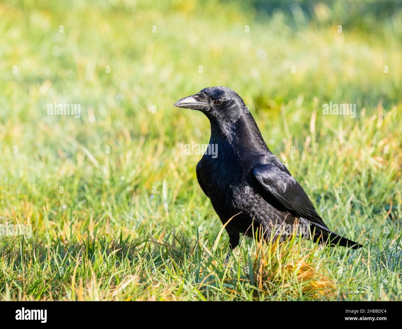 Carrion Crow foraging nel Galles centrale Foto Stock