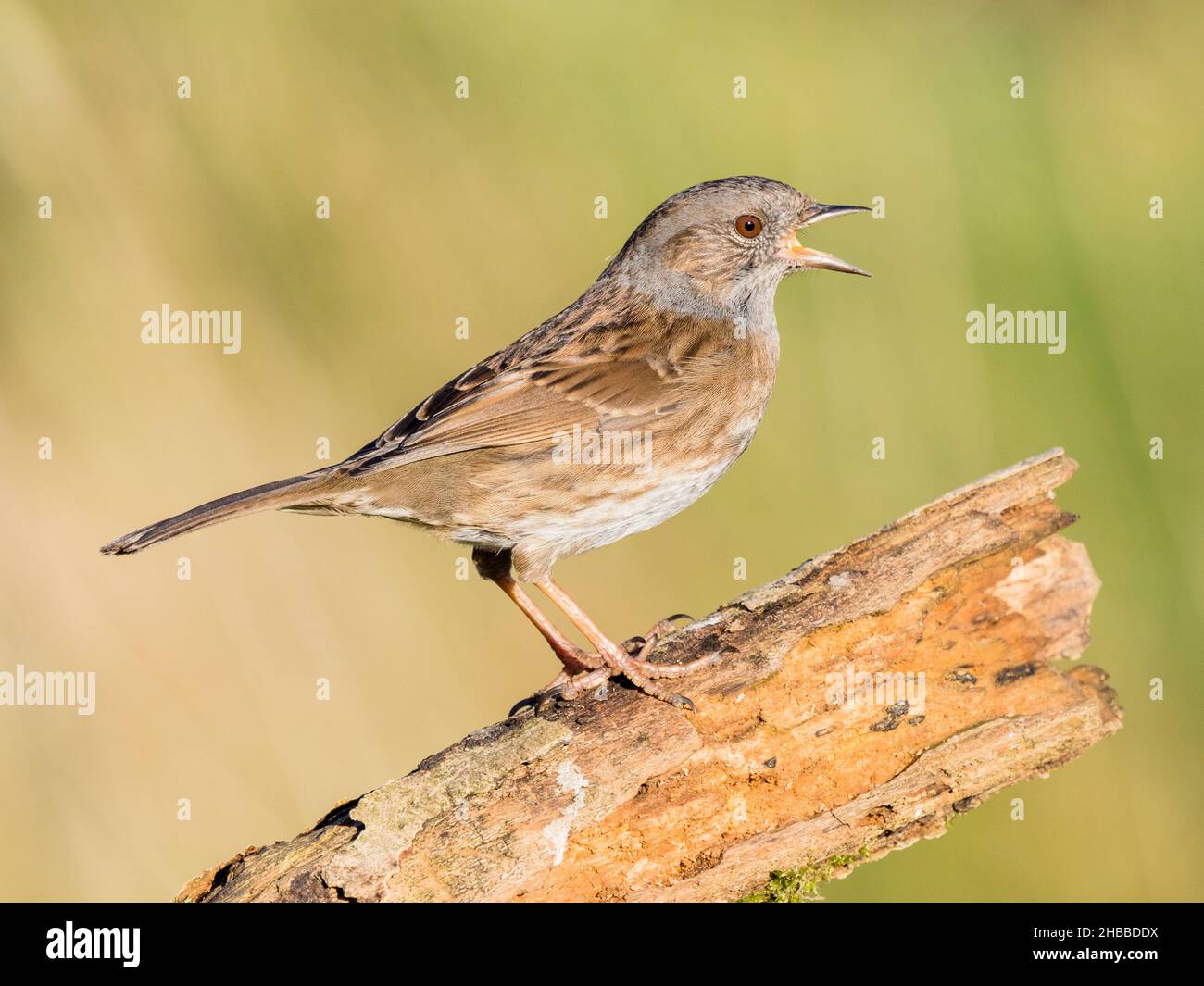 Un dunnock, recentemente aggiunto alla lista rossa britannica degli uccelli, foraging nel Galles centrale Foto Stock