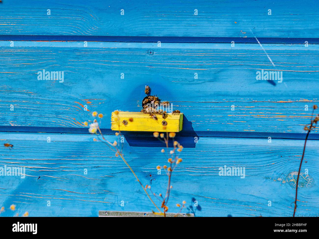 Parte di un alveare di legno con api. Api sull'alveare. Apicoltura. Apicoltura. Foto Stock