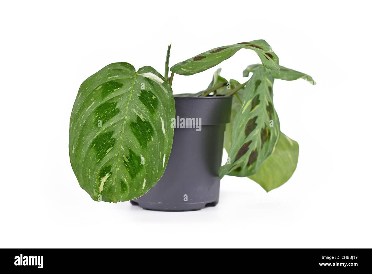 Pianta domestica tropicale 'Maranta Leuconeura Kerchoveana Variagata' con foglie macchiate in vaso di fiori isolato su sfondo bianco Foto Stock