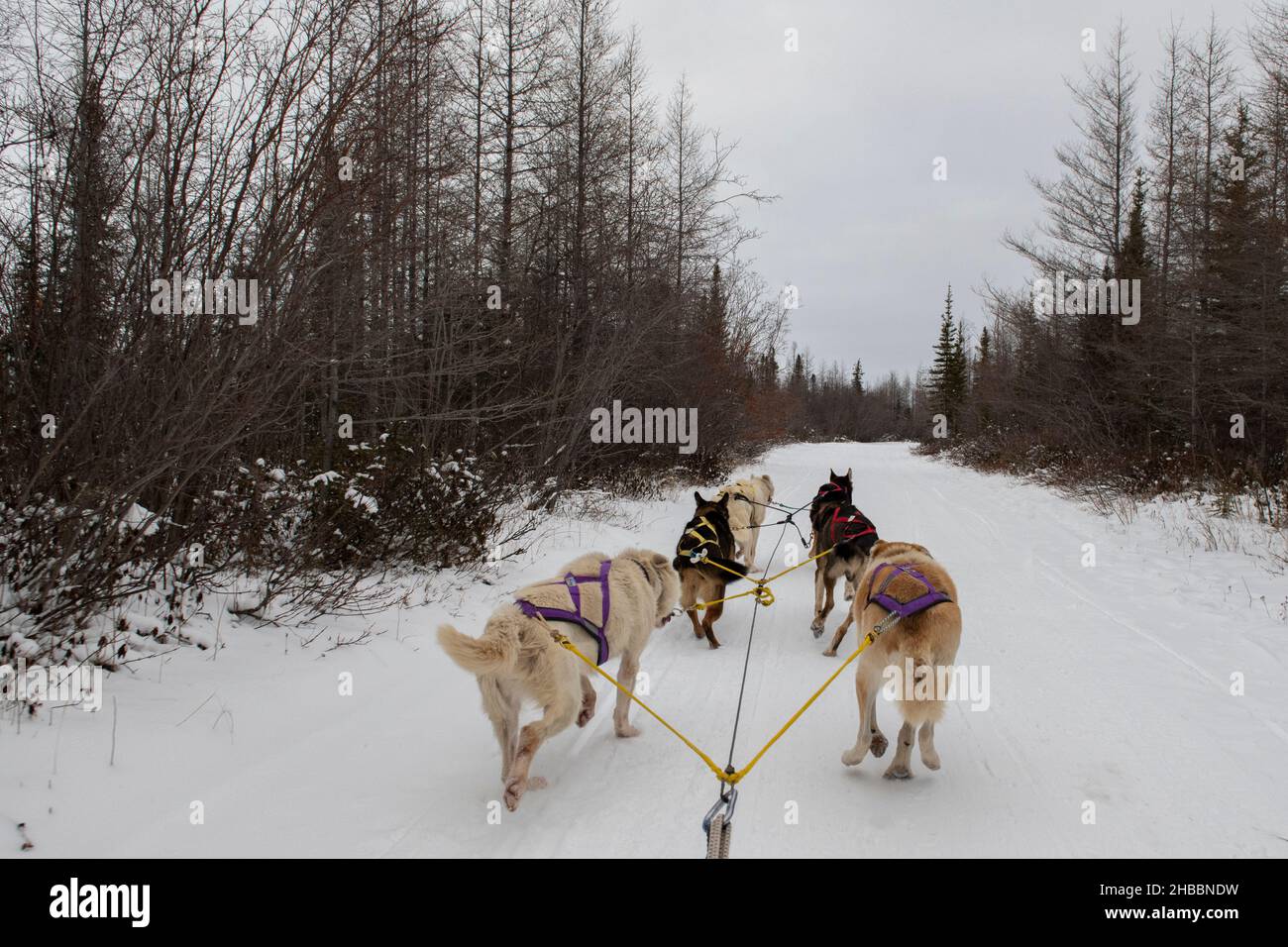 Canada. Squadra di sledding del cane. Solo editoriale. Foto Stock