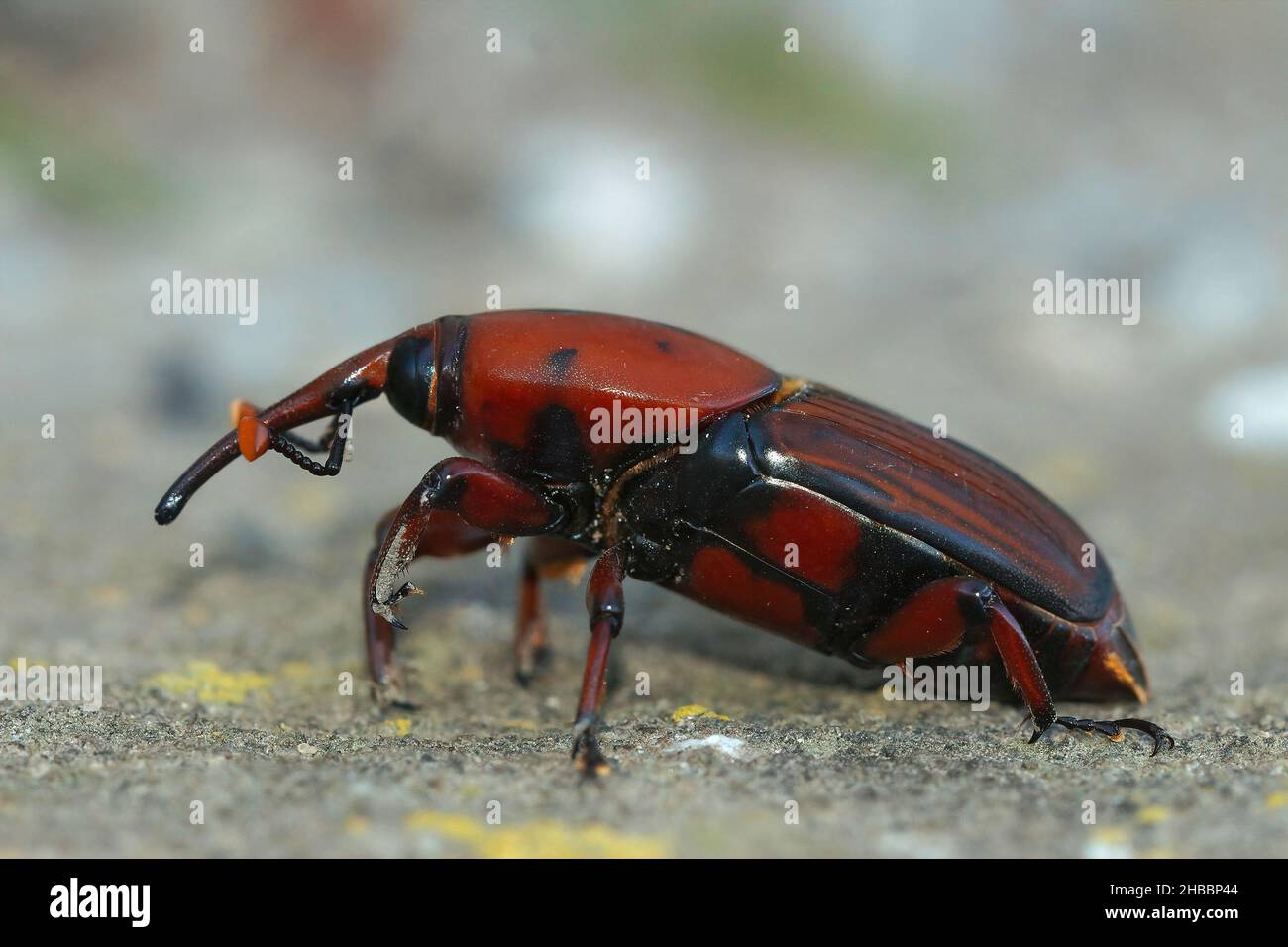 Primo piano sulle specie di peste colorata, il dolce delle palme rosse o Rhynchophorus ferrugineus al lago Venuela, Andalusia, Spagna Foto Stock