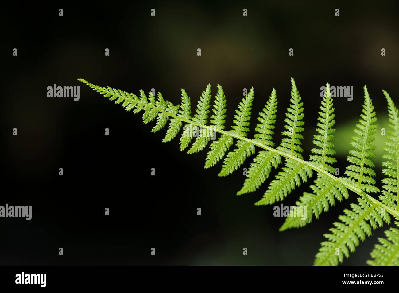 Un unico stelo artistico di Bracken (Pteridium), alla luce del sole, con fondo scuro. Foto Stock