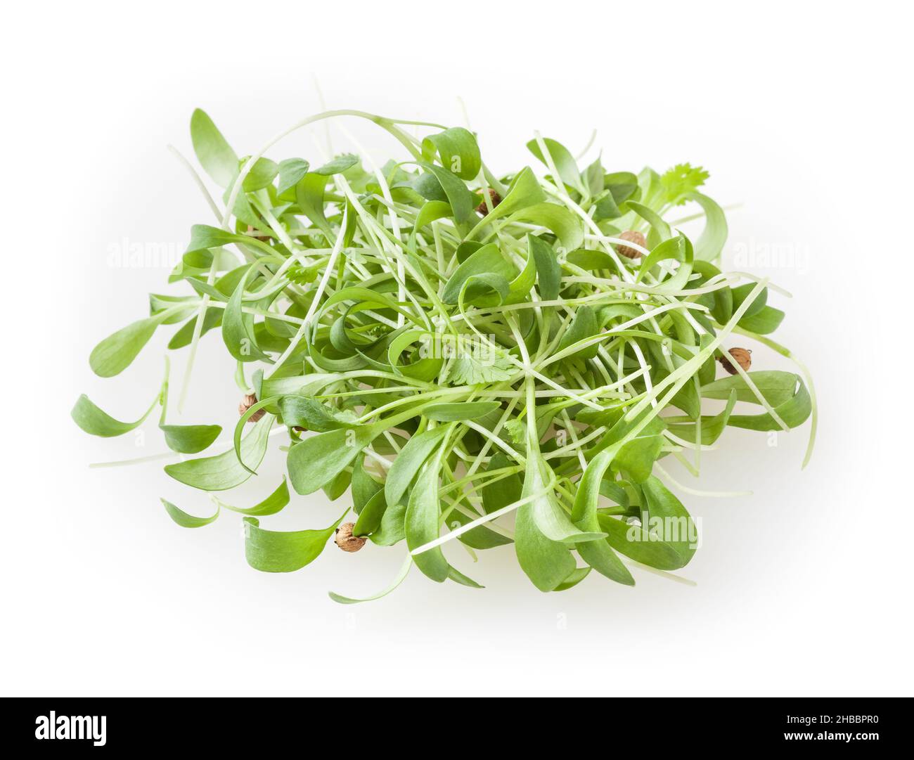 Germogli di coriandolo in crescita micro verdi isolati su sfondo bianco Foto Stock