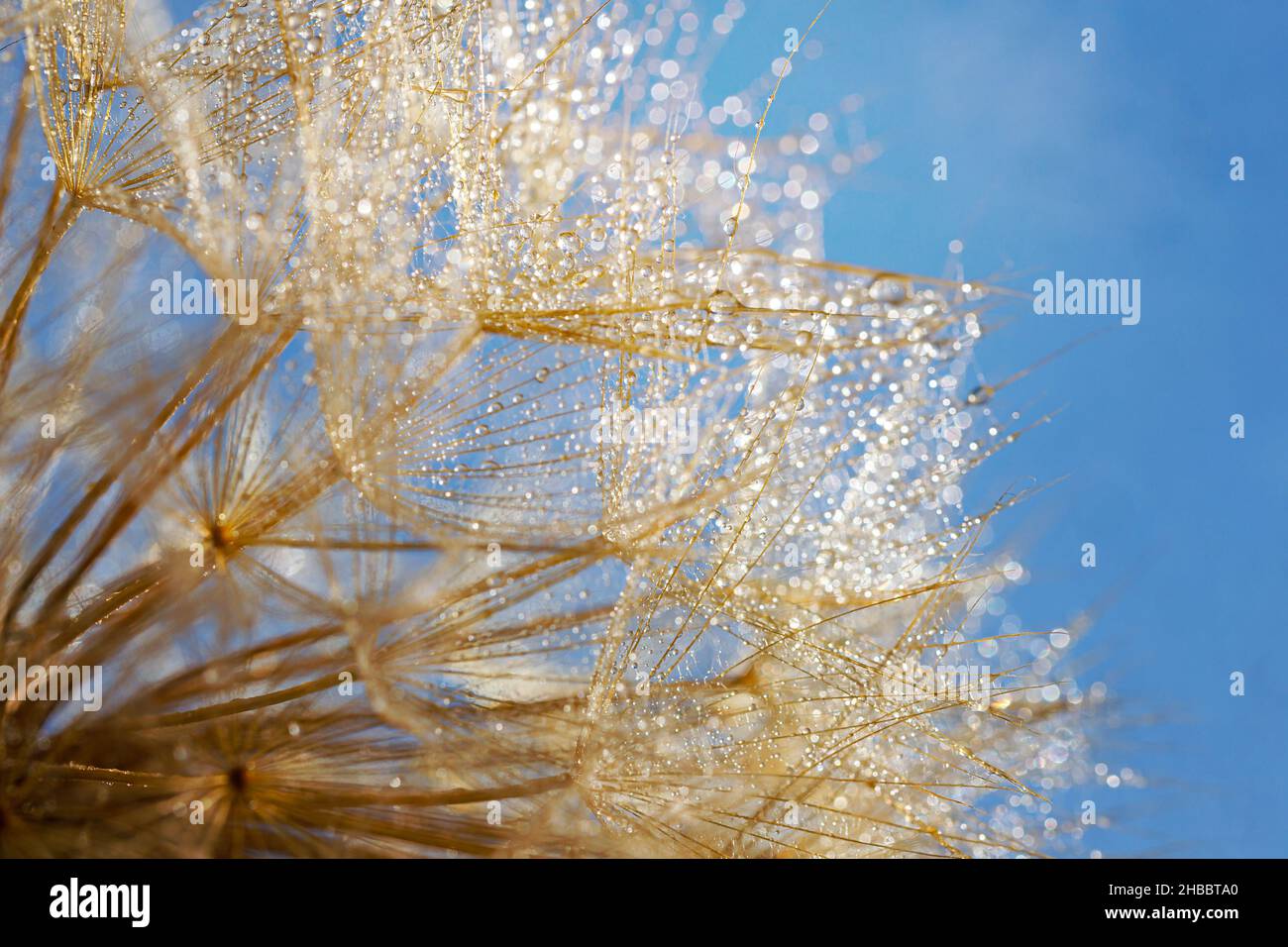 Macroscopio di dente di leone con gocce d'acqua. Sfondo naturale con dente di leone. Foto Stock