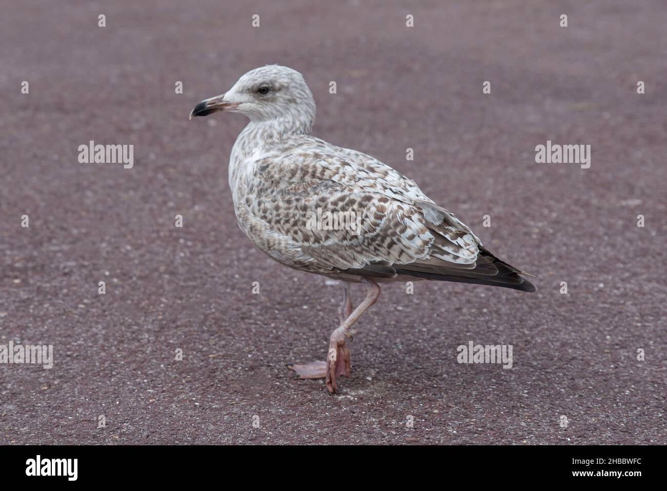 Primo piano di un gabbiano grigio che cammina Foto Stock