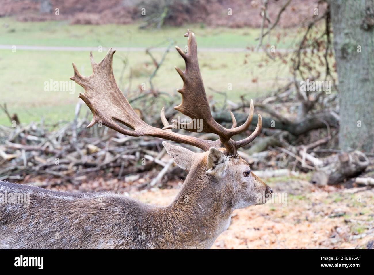 Dama di cervo di Fallow visto in Parkland Kent Foto Stock