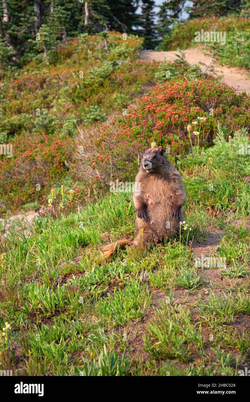 WA19897-00...WASHINGTON - Hoary marmott lungo il sentiero vicino Paradise nel Parco Nazionale del Monte Rainier. Foto Stock