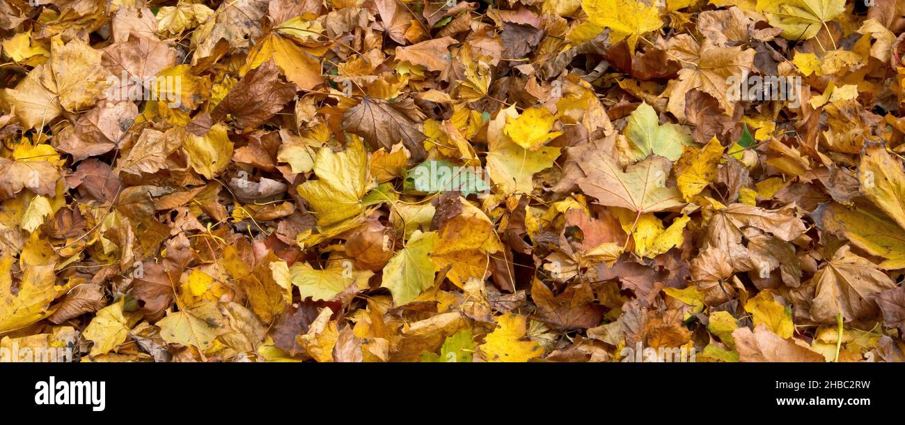 Un quadro panoramico di foglie gialle d'autunno sparse sotto gli alberi in un parco. Foto Stock