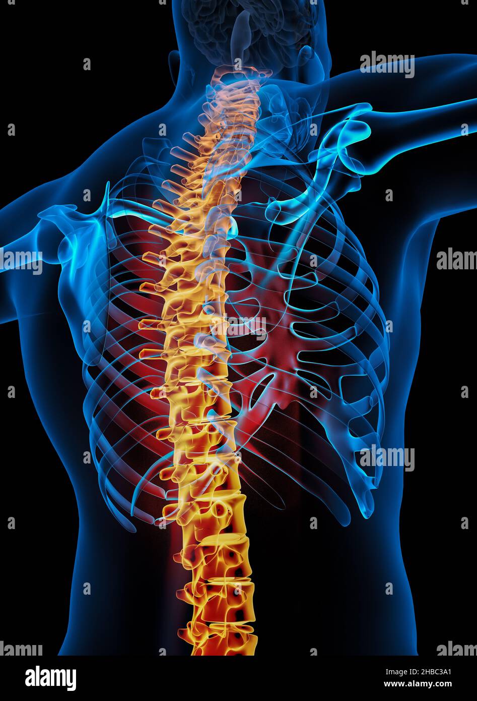 Colonna vertebrale scheletrica dell'anatomia del sistema scheletrico umano. 3D illustrazione Foto Stock