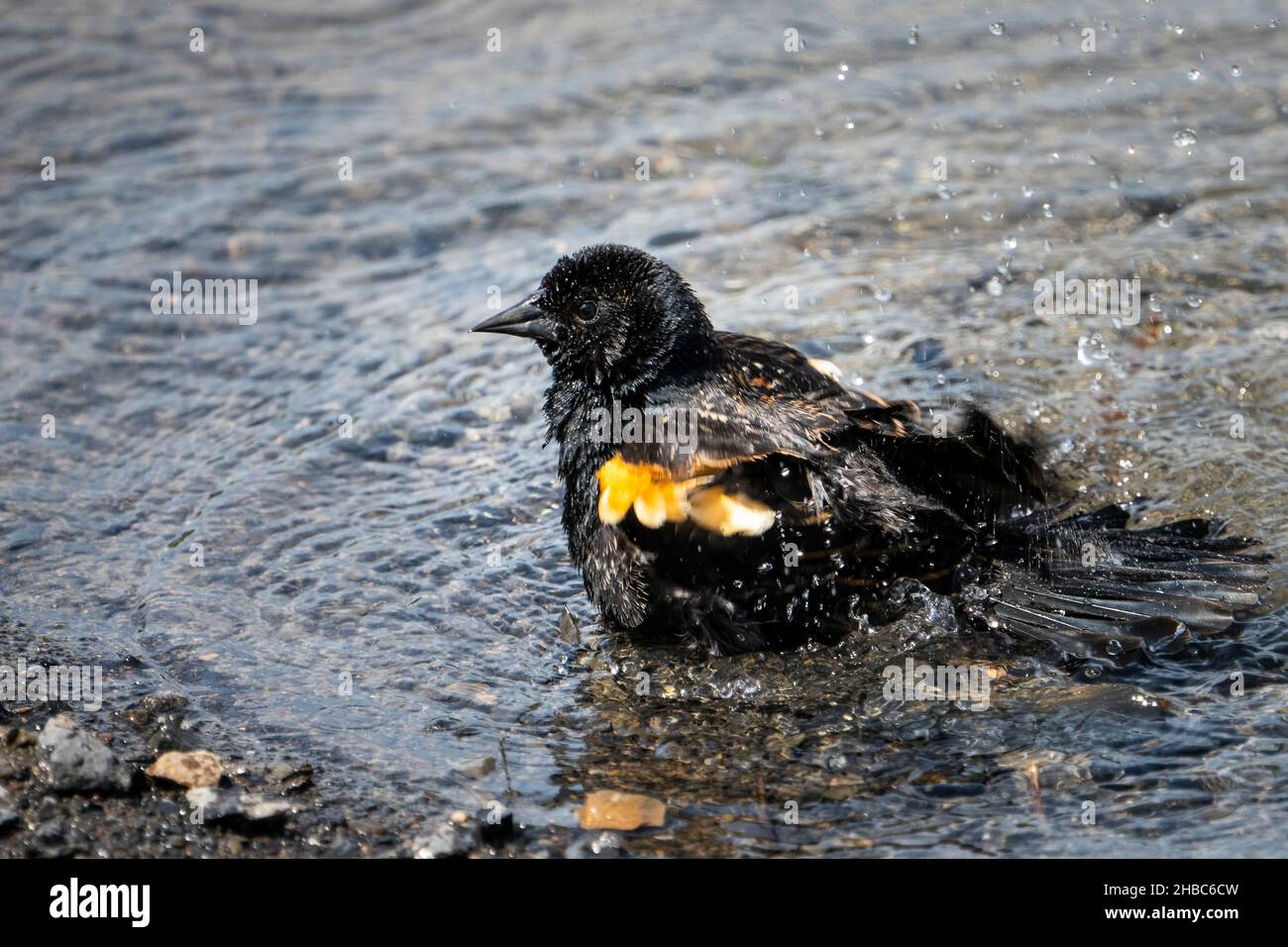 Blackbird dalle ali rosse che si bagna e spruzzi d'acqua durante una calda giornata estiva Foto Stock