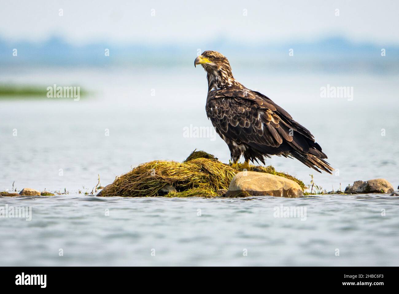 L'aquila giovanile di Bald riposa sulla riva del fiume St. Lawrence in Canada Foto Stock