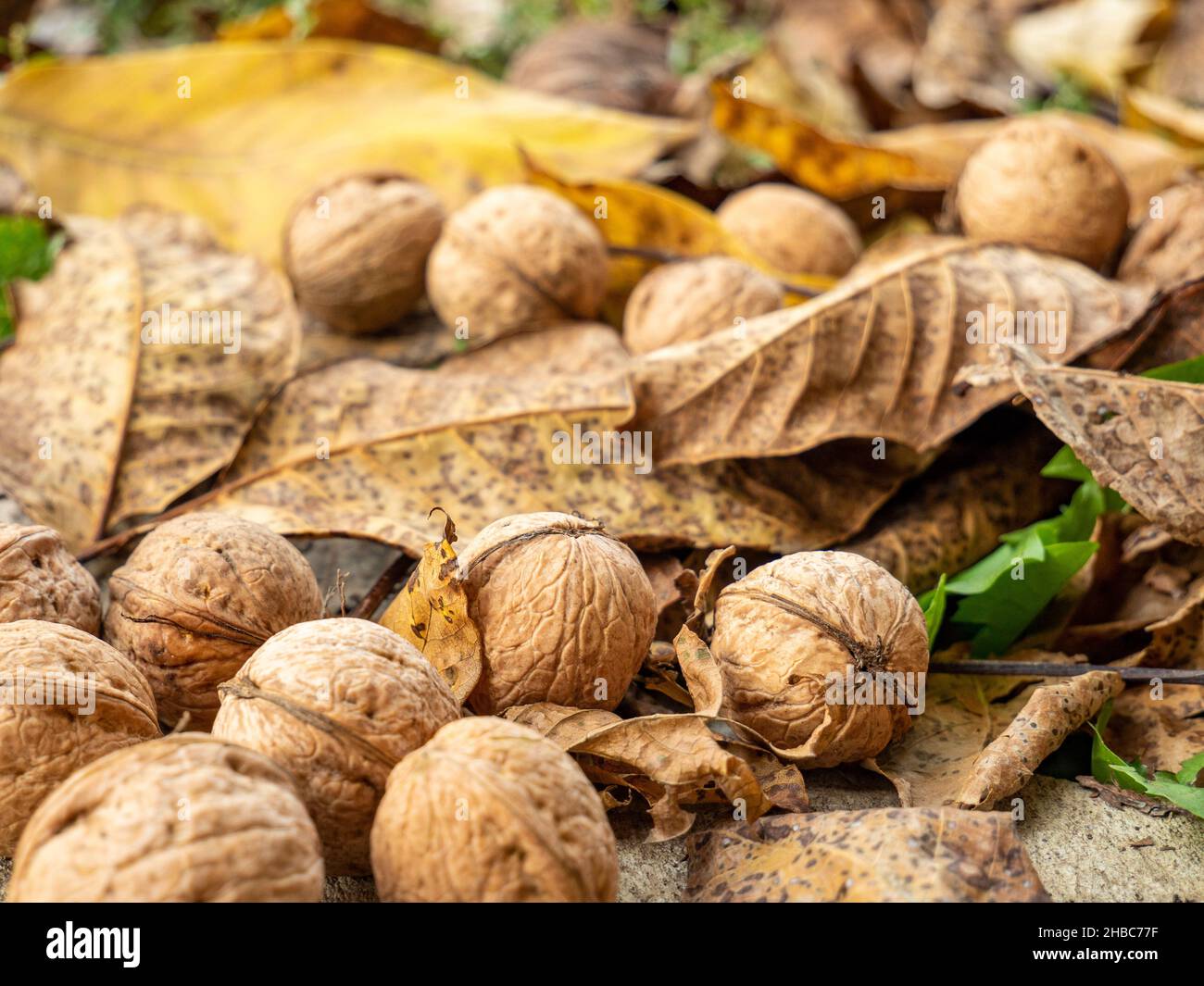 noci intere al suolo tra le foglie Foto Stock
