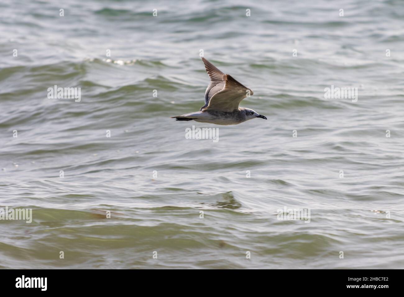 Albatros vola con ali completamente aperte sul mare ondulato Foto Stock