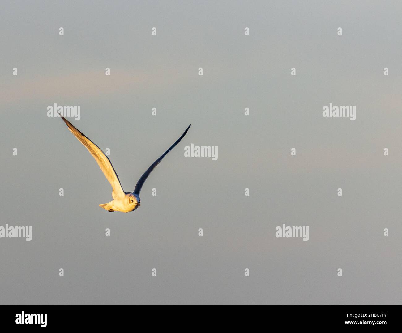 Singolo gabbiano che vola con ali completamente aperte e il cielo sullo sfondo Foto Stock