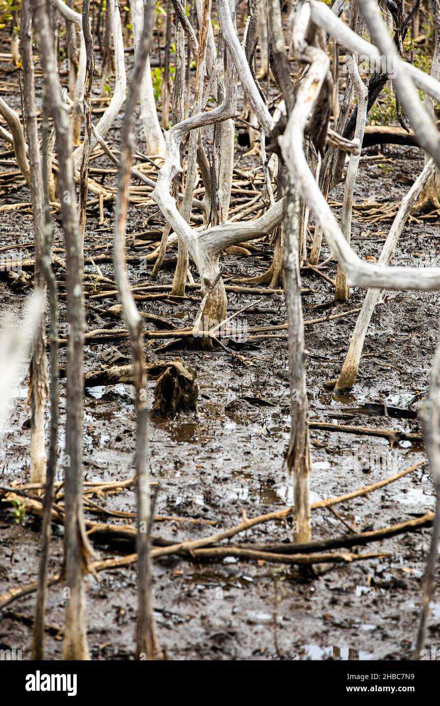 Paludi nel progetto di rimboschimento mangrovie, Avellana Beach, Costa Rica Foto Stock