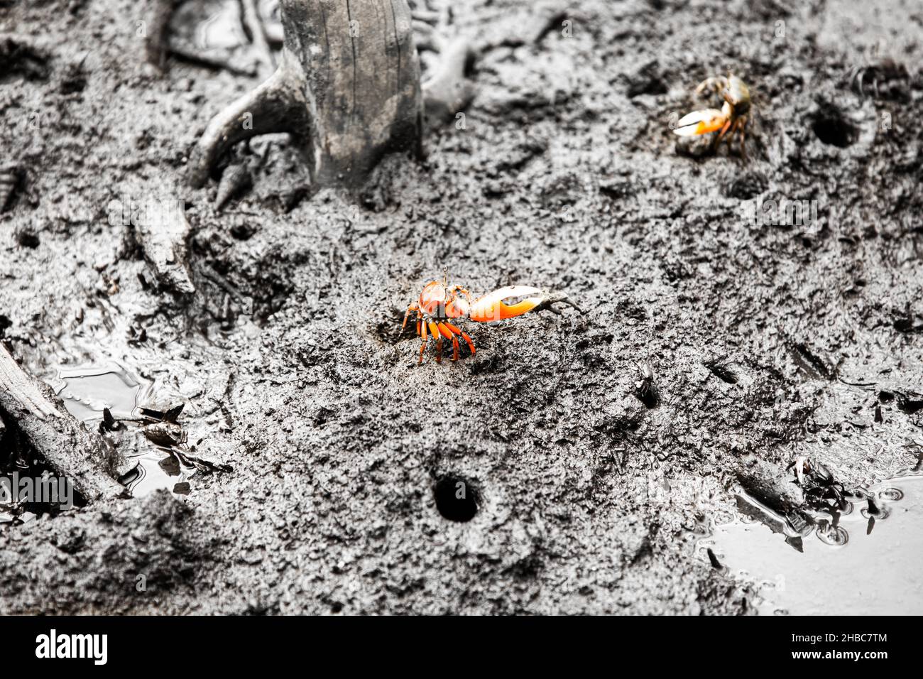 Granchio di mangrovie del Pacifico, conosciuto come granchio denominante di Uca sp. Nel fango nel progetto di rimboschimento di mangrovie, Avellana Beach, Costa Rica Foto Stock