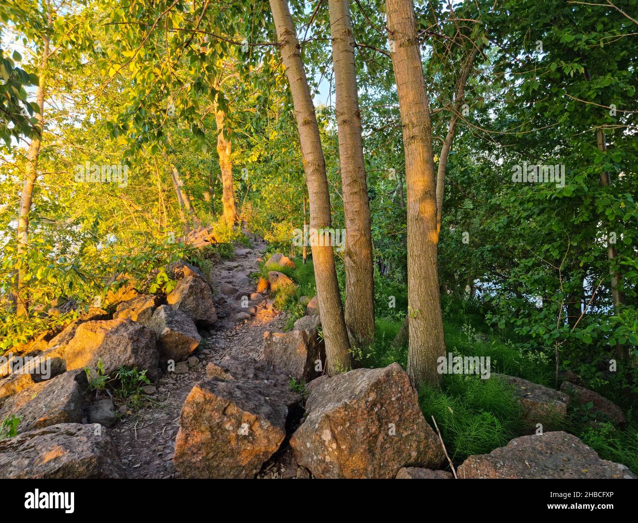 Alberi in una foresta estiva con grandi formazioni di pietra su una montagna. Alberi in una foresta estiva con grandi formazioni di pietra sul fianco della montagna. Sunn Foto Stock