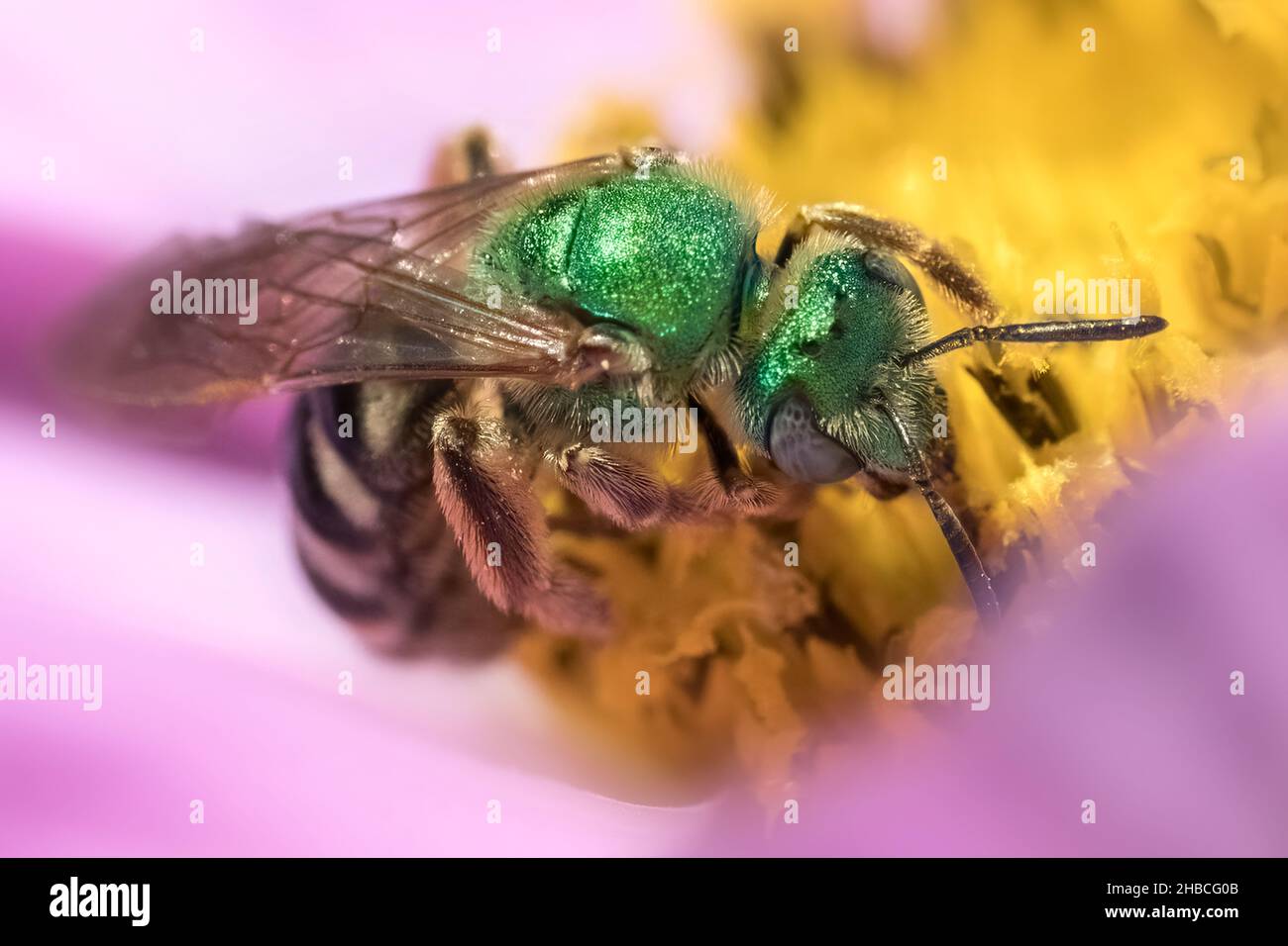 Agapostemon ape selvaggia verde foraging in fiore rosa e giallo Foto Stock
