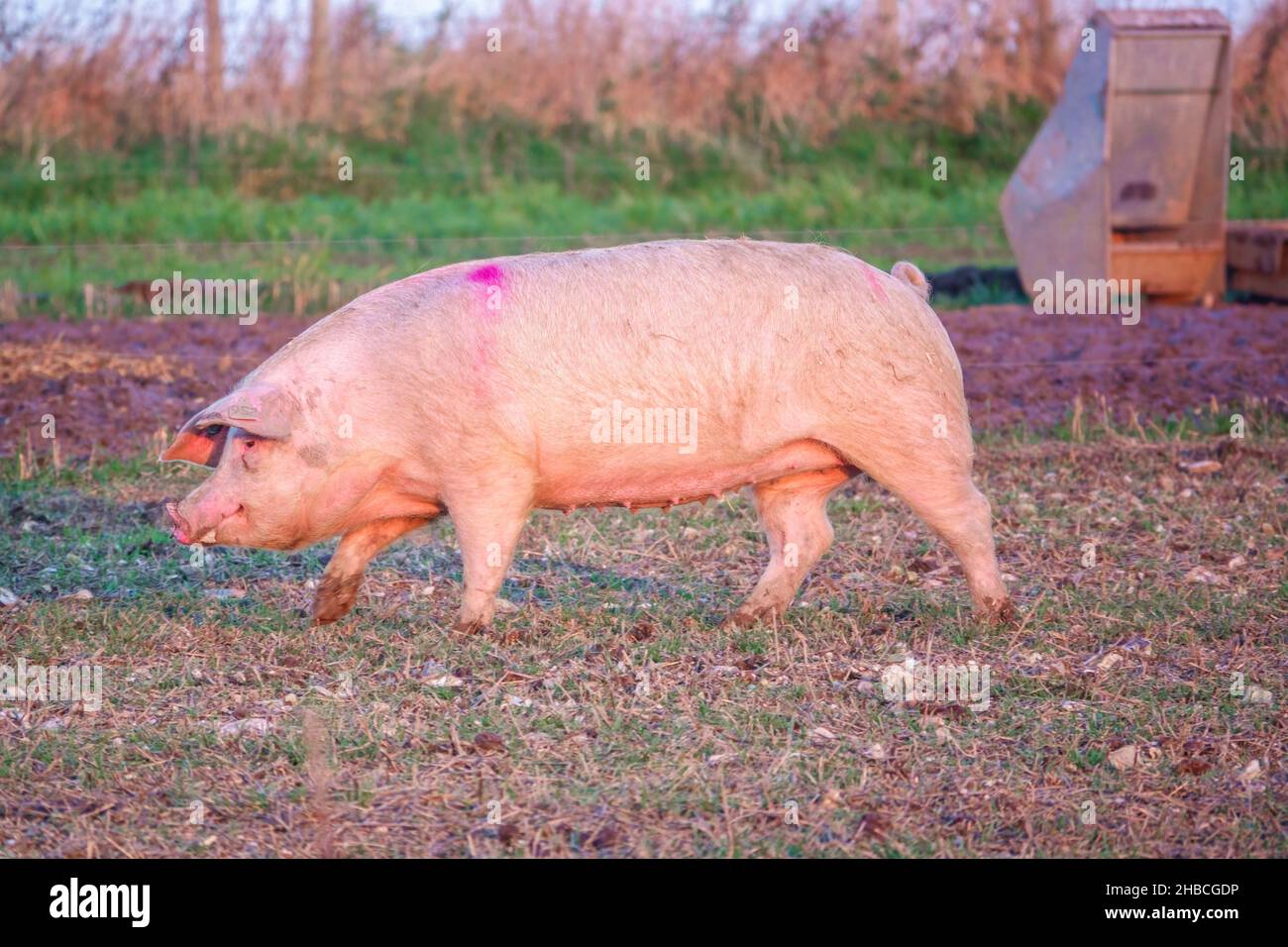 La landrace olandese semina maiale nel tardo pomeriggio luci al tramonto, si vaga sulla sua penna free range, Wiltshire UK Foto Stock