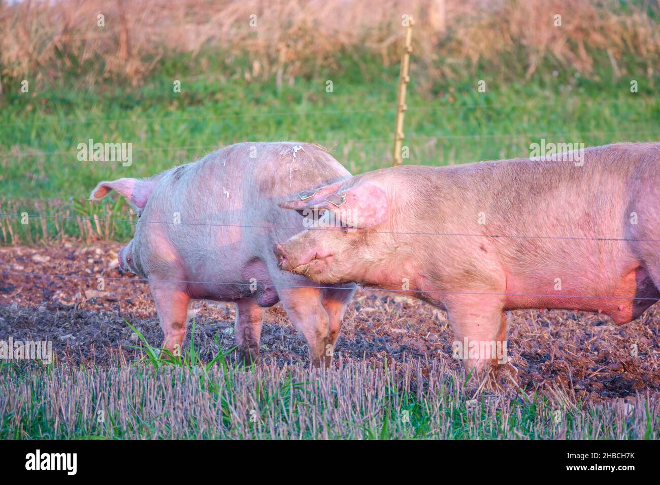 La landrace olandese semina maiale nel tardo pomeriggio luci al tramonto, si vaga sulla sua penna free range, Wiltshire UK Foto Stock