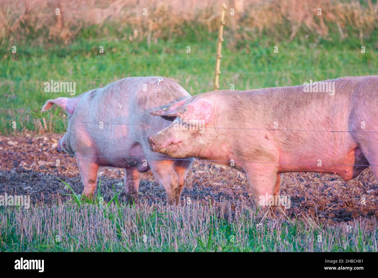 La landrace olandese semina maiale nel tardo pomeriggio luci al tramonto, si vaga sulla sua penna free range, Wiltshire UK Foto Stock