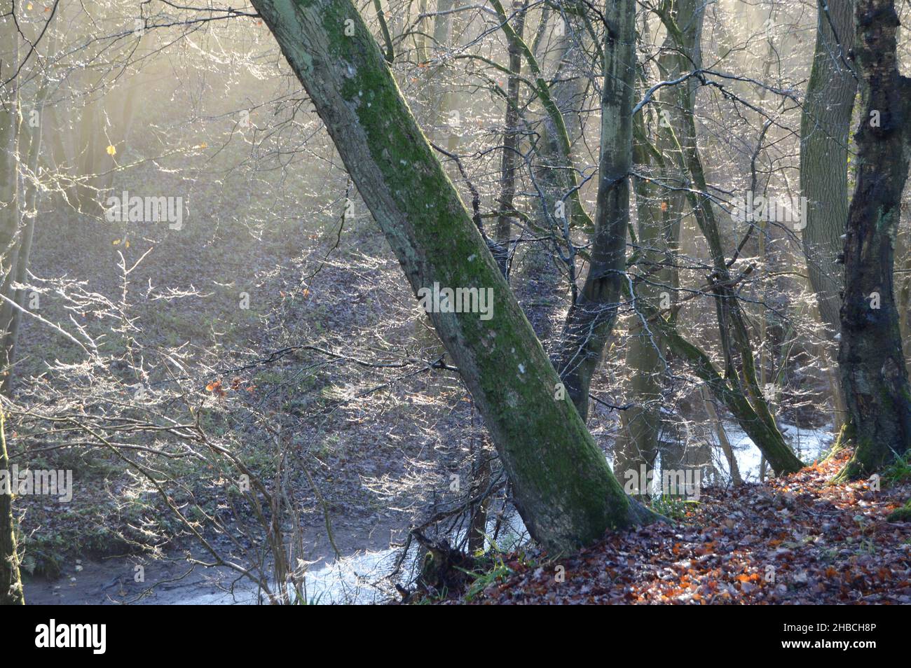 Sole che si infrangono dalla nebbia a Craigall Den, Ceres, Fife, dicembre 2021 Foto Stock