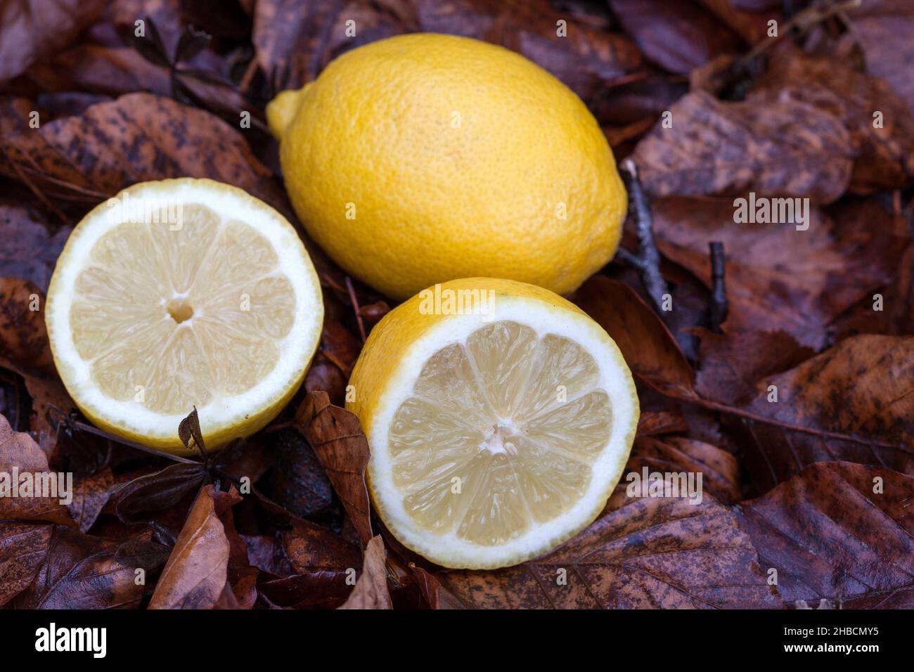 Limone nelle foglie appassite. L'autunno è il momento dei limoni. Foto Stock