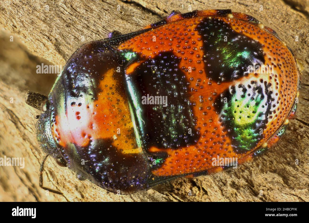 Super macro vista dorsale di Red Jewel Bug (Choerocoris paganus) ninfa, Australia del Sud Foto Stock