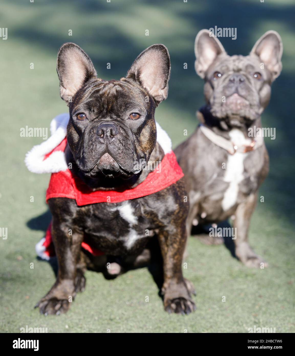 Costume da bulldog francese immagini e fotografie stock ad alta risoluzione  - Alamy
