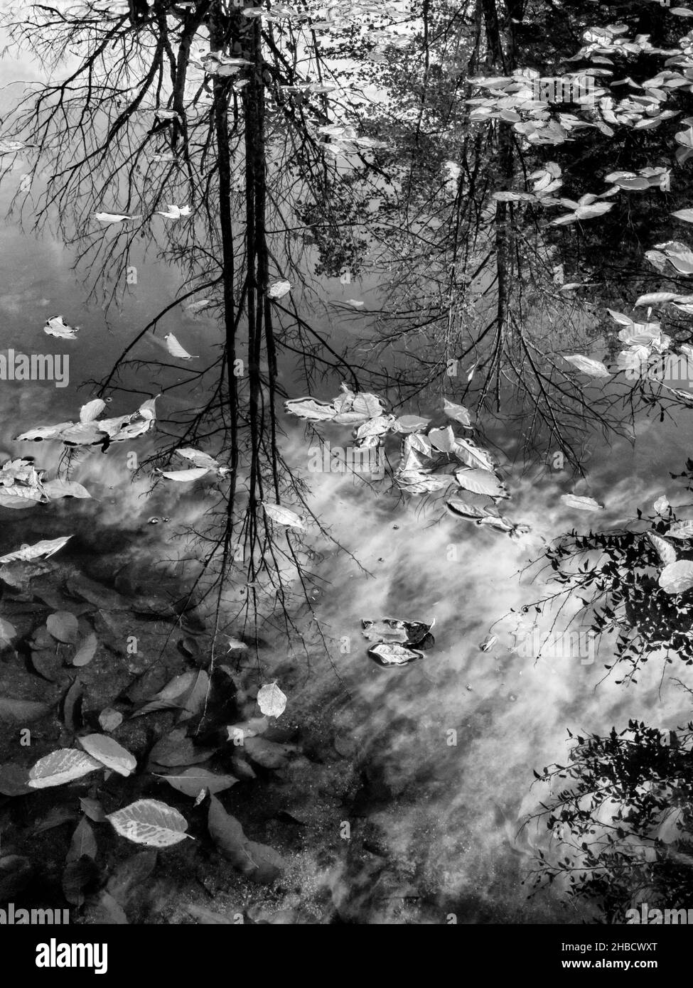 USA, New Hampshire, White Mountains, North Woodstock, riflessi autunnali sul fiume Pemigewasset (bw) Foto Stock