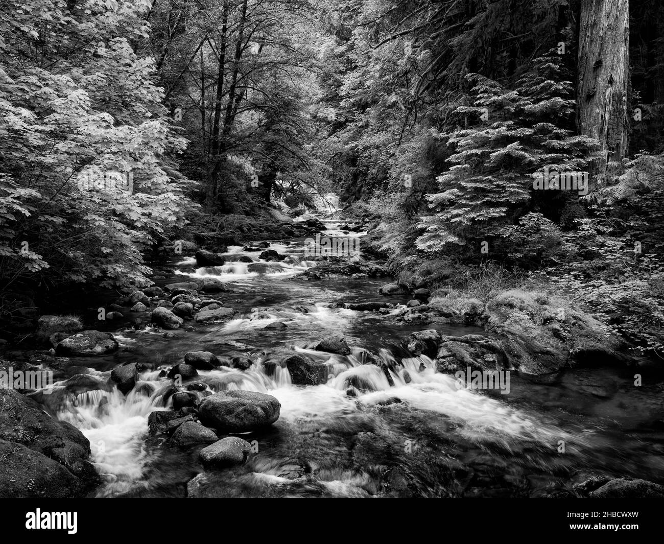 USA, Oregon, Siuslaw National Forest, Sweet Creek (bw) Foto Stock