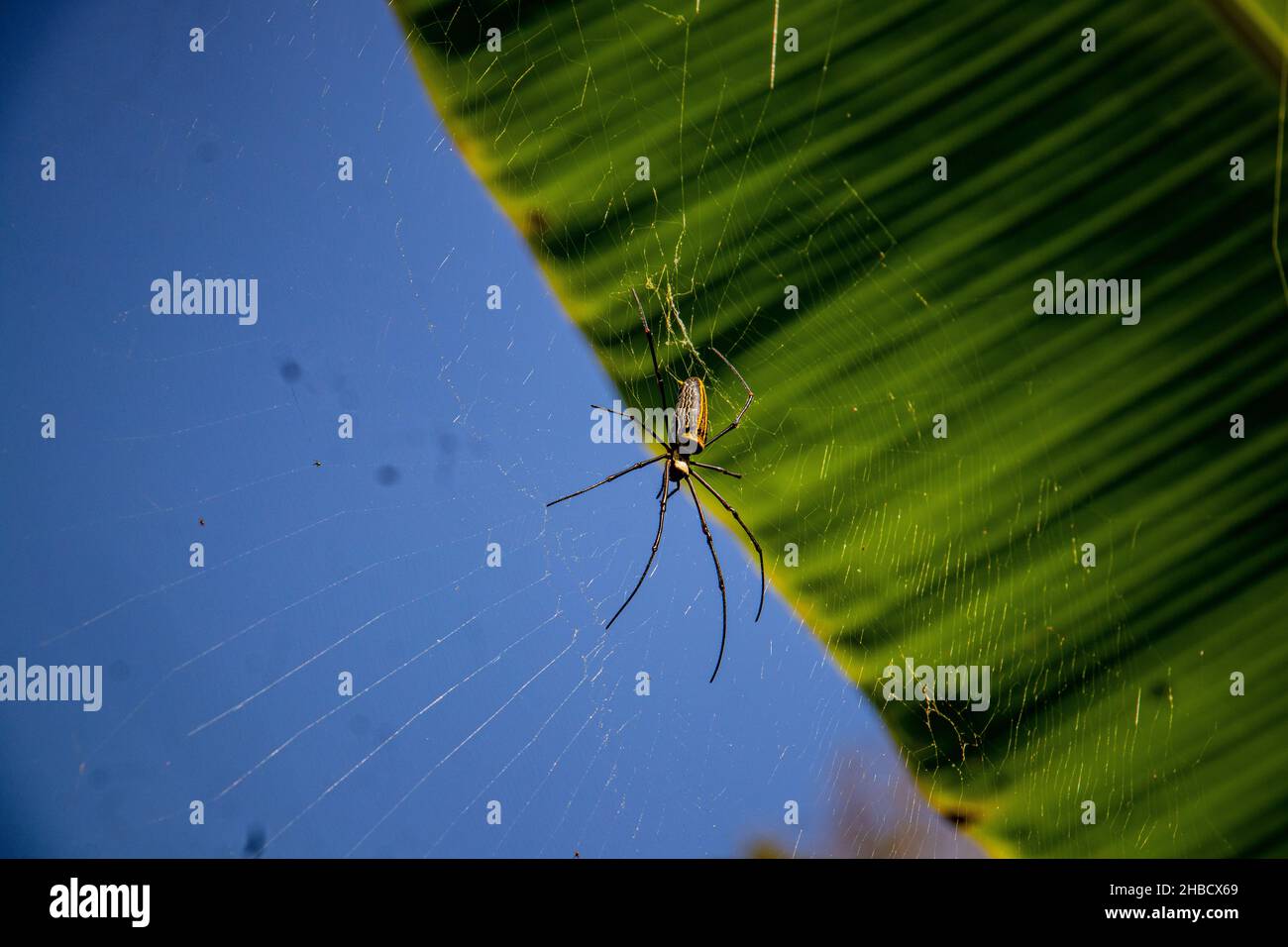 Primo piano del ragno in rete in una giornata invernale Foto Stock