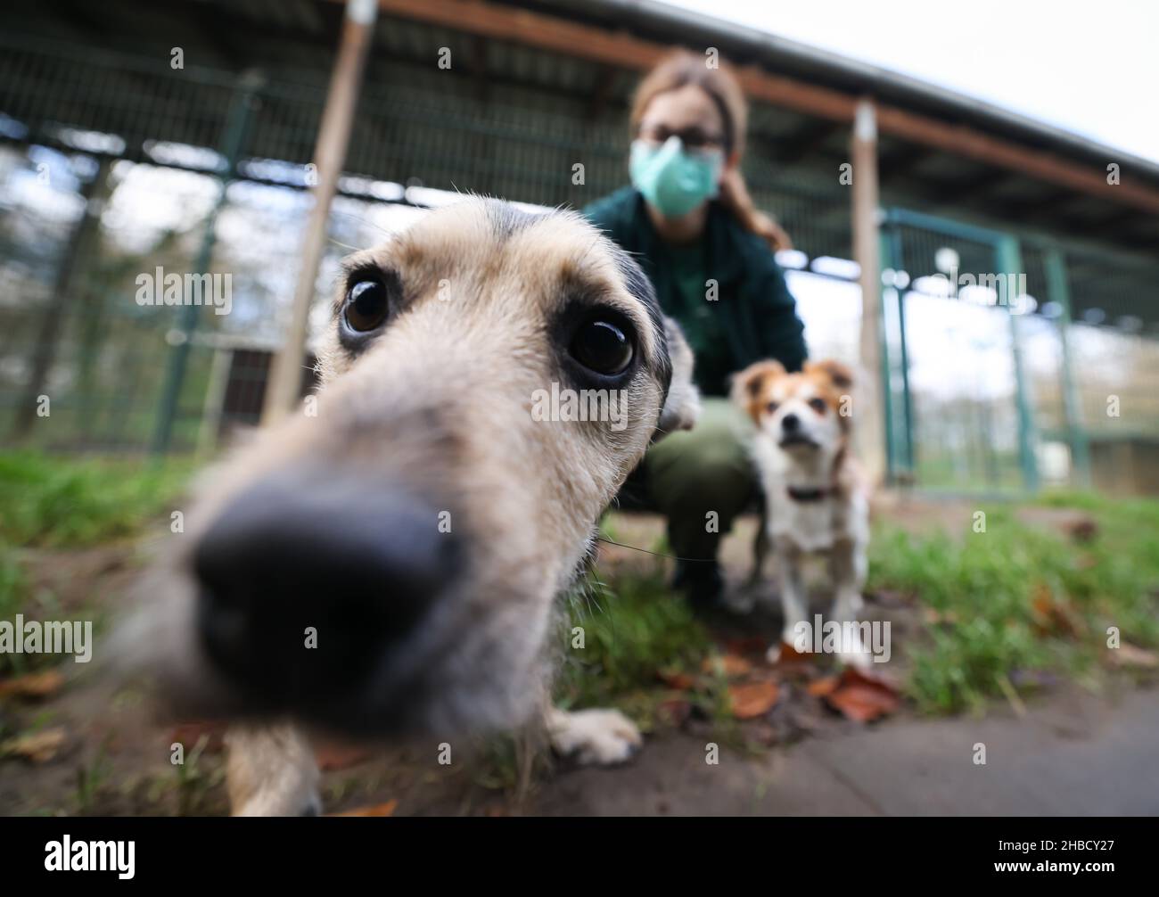 Amburgo, Germania. 16th Dic 2021. Milo (l) e Julius, due piccoli cani di razza mista, sono coccolati da un allevatore in una recinzione presso il rifugio per animali a Süderstraße. Come risultato del boom degli animali domestici durante i blocchi Corona, molti rifugi tedeschi di animali stanno raggiungendo i loro limiti. Credit: Christian Charisius/dpa/Alamy Live News Foto Stock