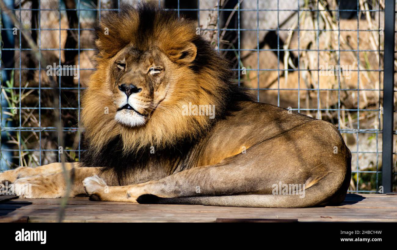 Leone maschio che riposa allo zoo locale Foto Stock