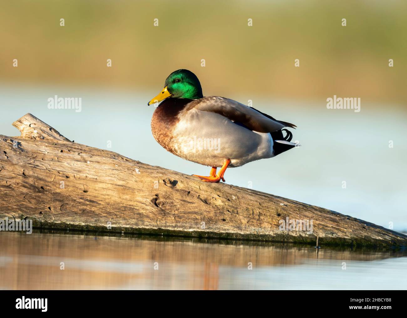 Male Mallard Duck (Anas platyrhynchos), Sacramento National Wildlife Refuge (NWR), California, USA Foto Stock