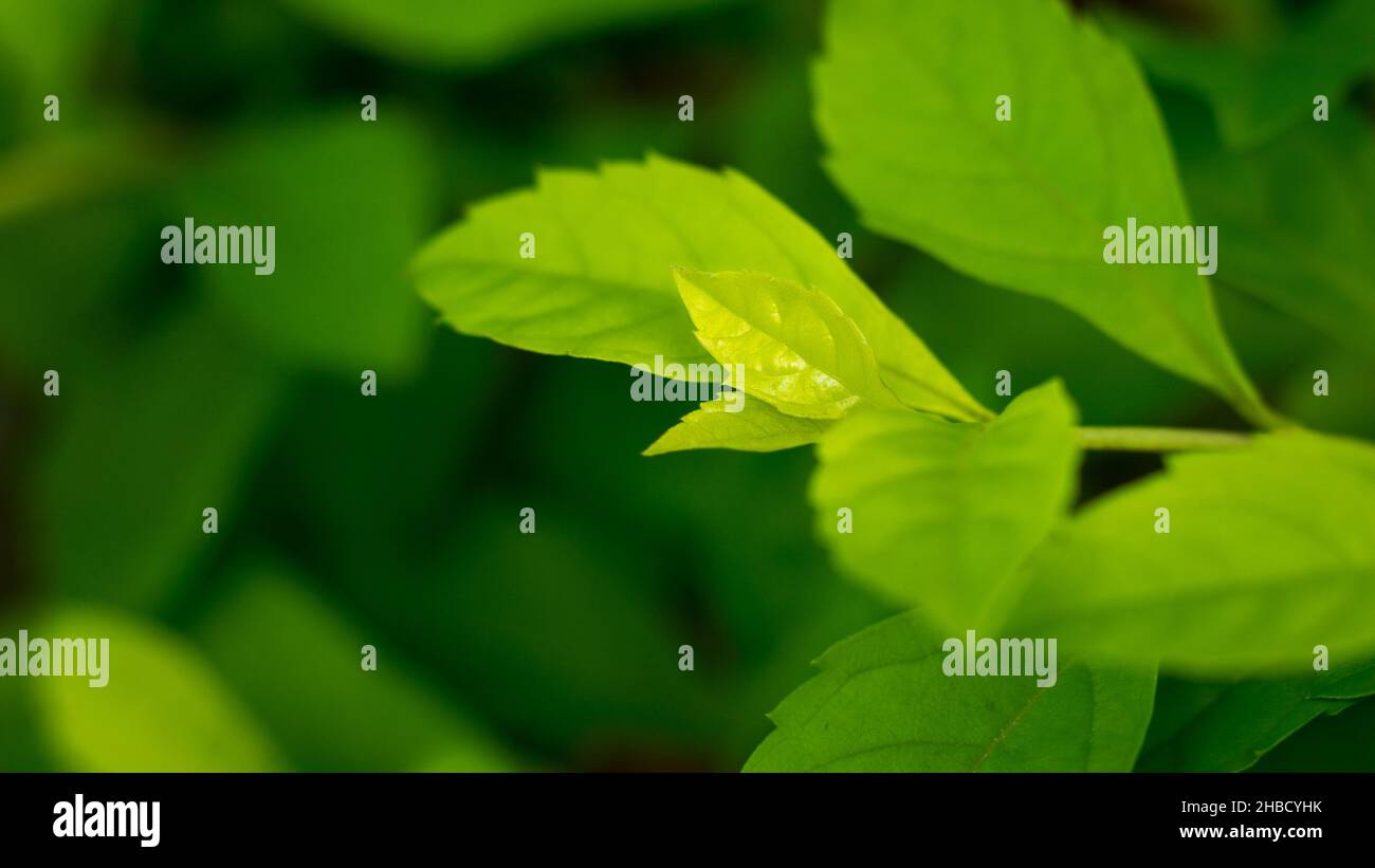 foglie di piante tropicali verdi, texture di sfondo naturale o carta da parati, primo piano preso in profondità poco profonda di campo, macro Foto Stock