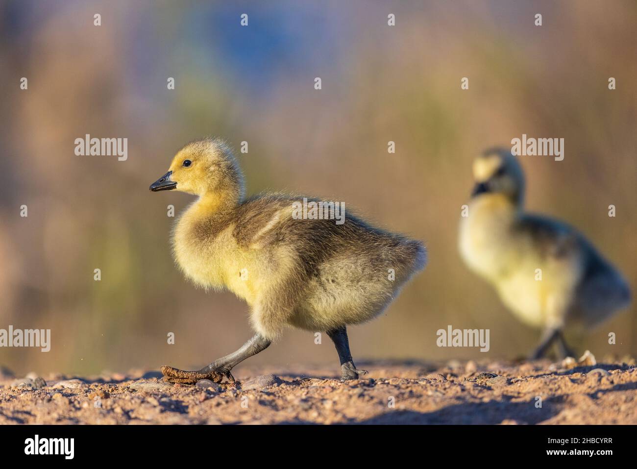 Imbragature nel Wisconsin settentrionale.. Foto Stock