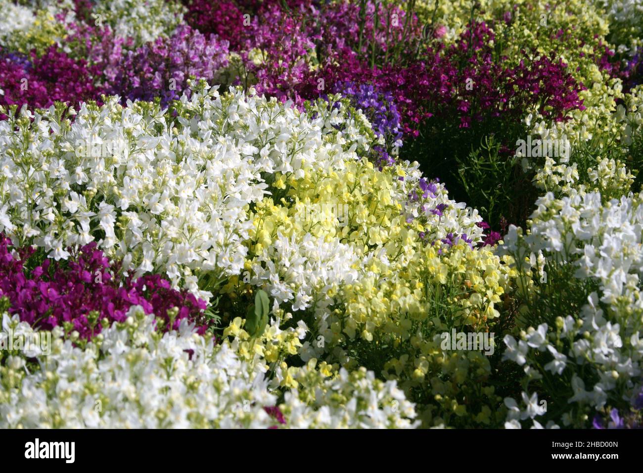 LETTO DA GIARDINO DI LINARIA COLORATA GIALLO BIANCO E VIOLA, COMUNEMENTE CONOSCIUTA COME LINO DI RANA. Foto Stock