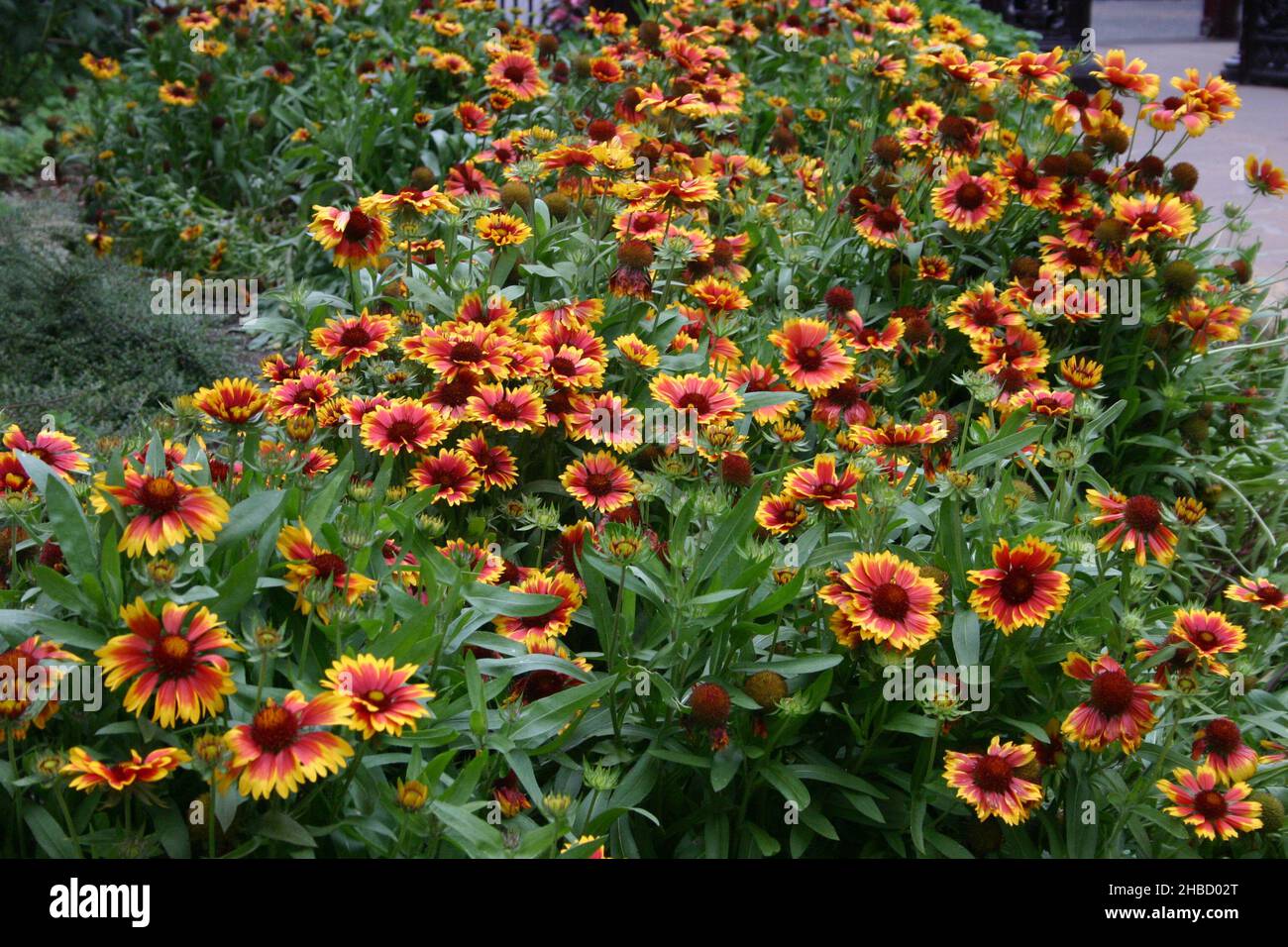 IL GIARDINO DI CONFINE DI GAILLARDIA NOME COMUNE FIORE COPERTA, RUOTA DA FUOCO O COPERTA INDIANA È UN GENERE DI PIANTE DA FIORE DELLA FAMIGLIA DEI GIRASOLE. Foto Stock