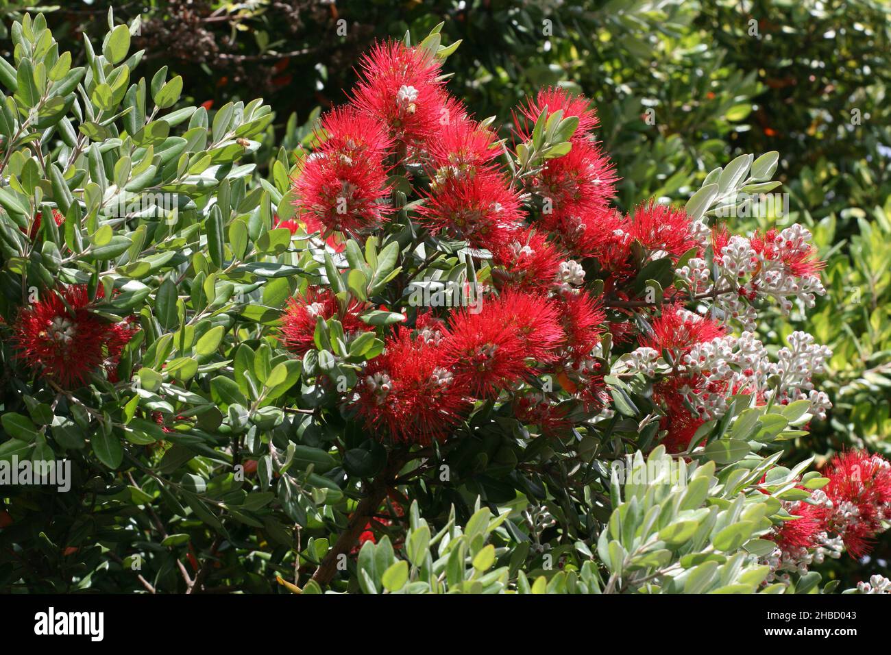 NEW ZEALAND CHRISTMAS BUSH, METROSIDEROS MYRTACEAE Foto Stock