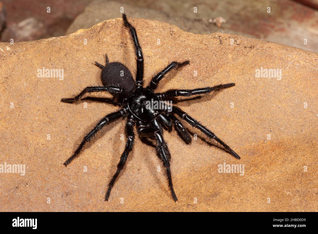 Pericoloso ragno maschile Sydney Funnel-web Foto Stock
