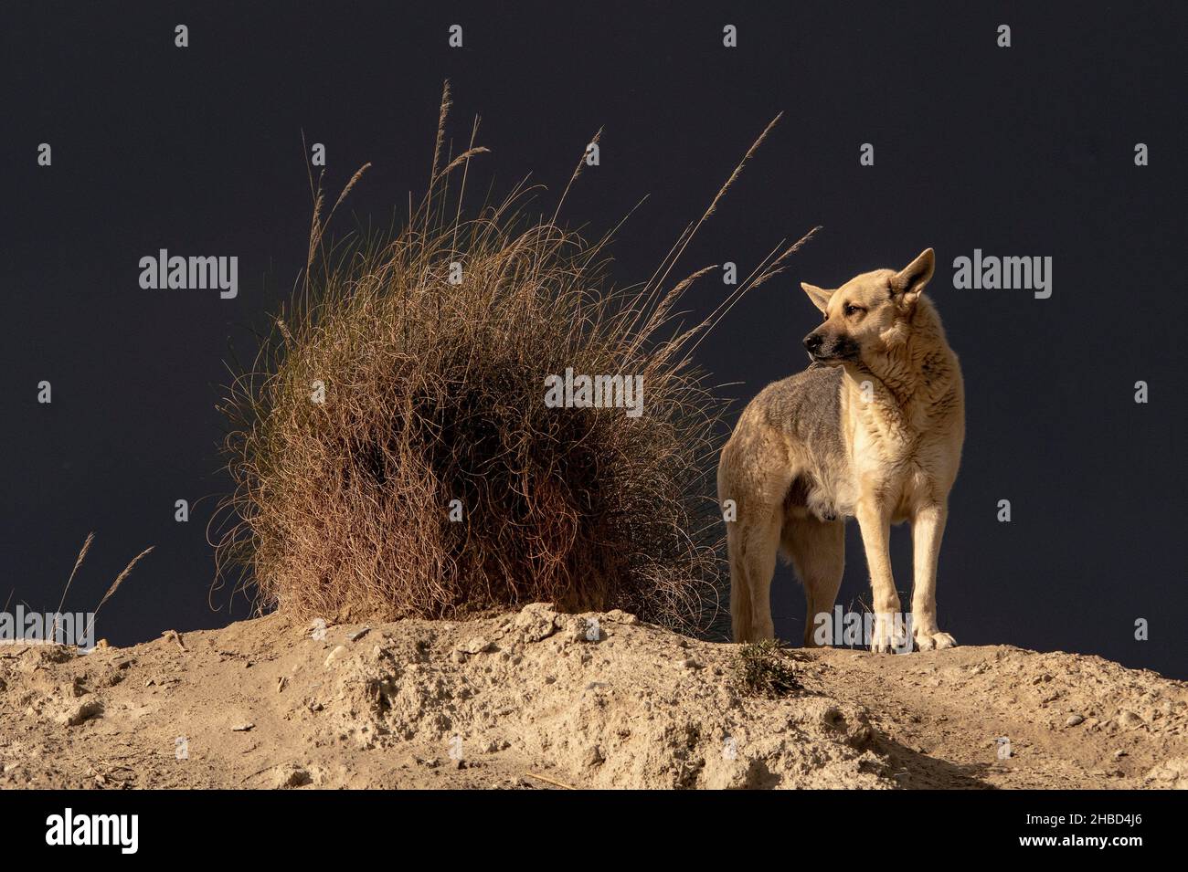 Il cane, chiamato il cane domestico o può Foto Stock