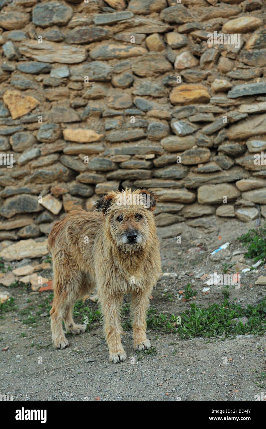 Il cane, chiamato il cane domestico o può Foto Stock