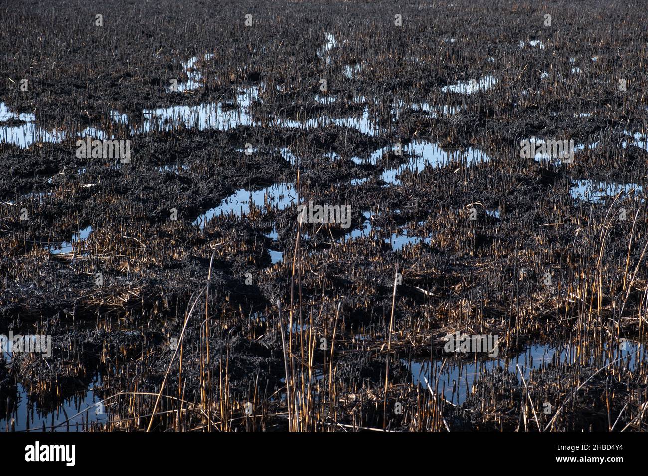 Fuoco di primavera, campo bruciato. Distruzione della natura. Incendi causati dal riscaldamento globale. Foto Stock